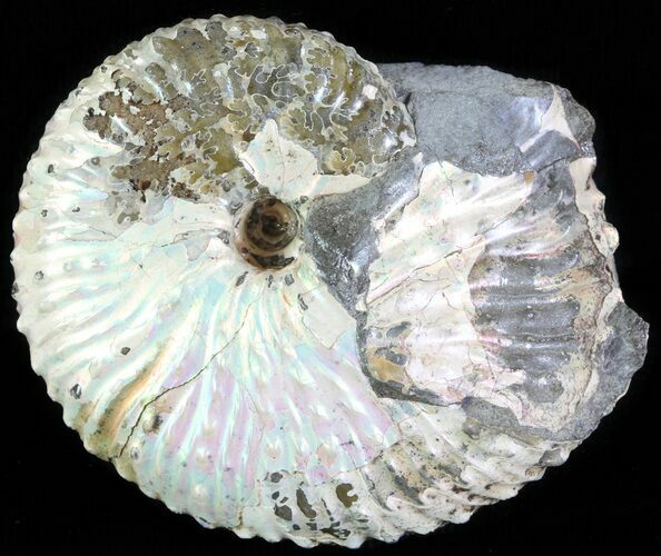 Hoploscaphites Ammonite - South Dakota #62598